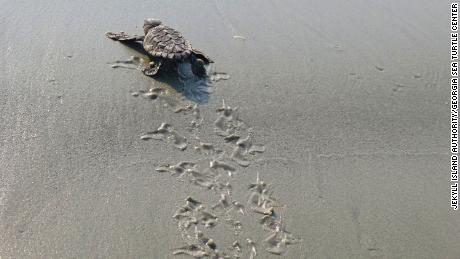 Georgia breaks state record for number of nests of sea turtles