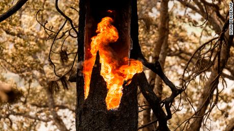 ألسنة اللهب تحترق داخل شجرة على طول الطريق السريع 96 في غابة كلاماث الوطنية.