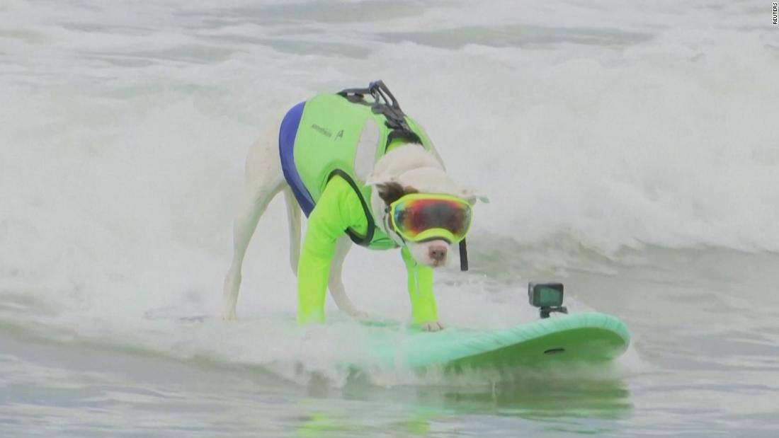 Surf’s up: See dogs catch waves in World Dog Surfing Championships – CNN Video
