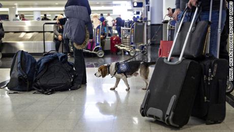 Jarvis, a beagle, works in the baggage claim area at O ​​& # 39; Hare International Airport in Chicago.  He & # 39; s part of the Beagle Brigade, which works with border officials to sniff out banned food items in luggage. 