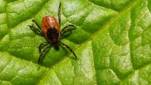 Only Lyme disease vaccine in development goes to Phase 3 trial
