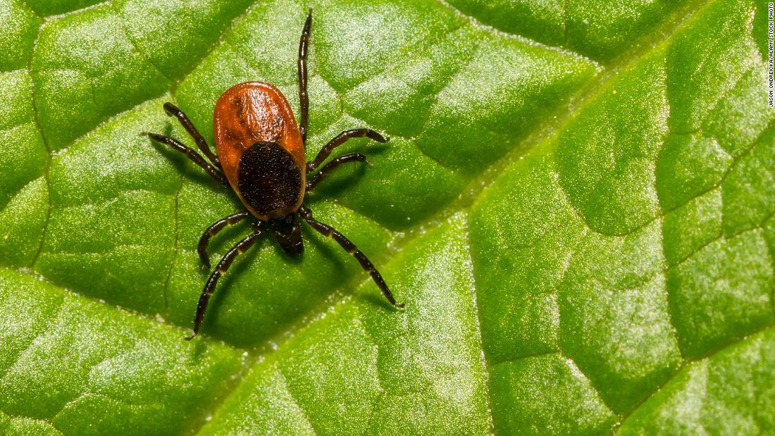 Only Lyme disease vaccine in development goes to Phase 3 trial - CNN