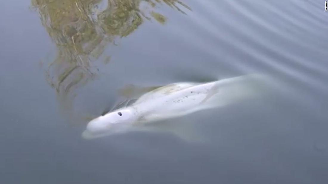 Beluga whale stuck in French river to be moved – CNN Video