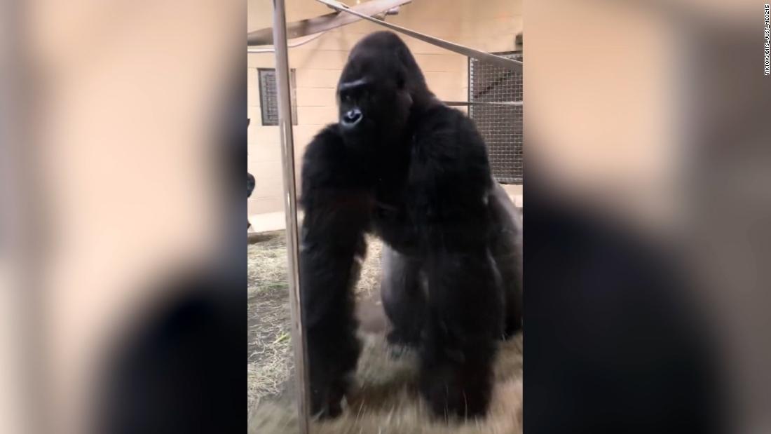 Watch: Gorilla's sliding entrance stuns zoo visitors and goes viral - CNN Video