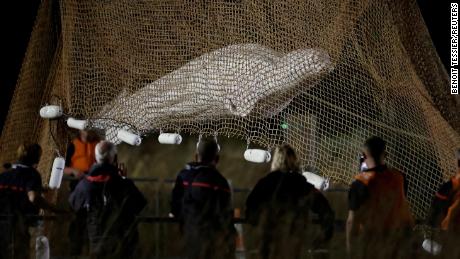 French authorities say a beluga whale rescued from the Seine River was euthanized in transit