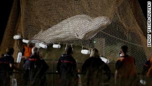 Queen Freya The Walrus Was Spotted Sinking Pleasure Boats In Norway