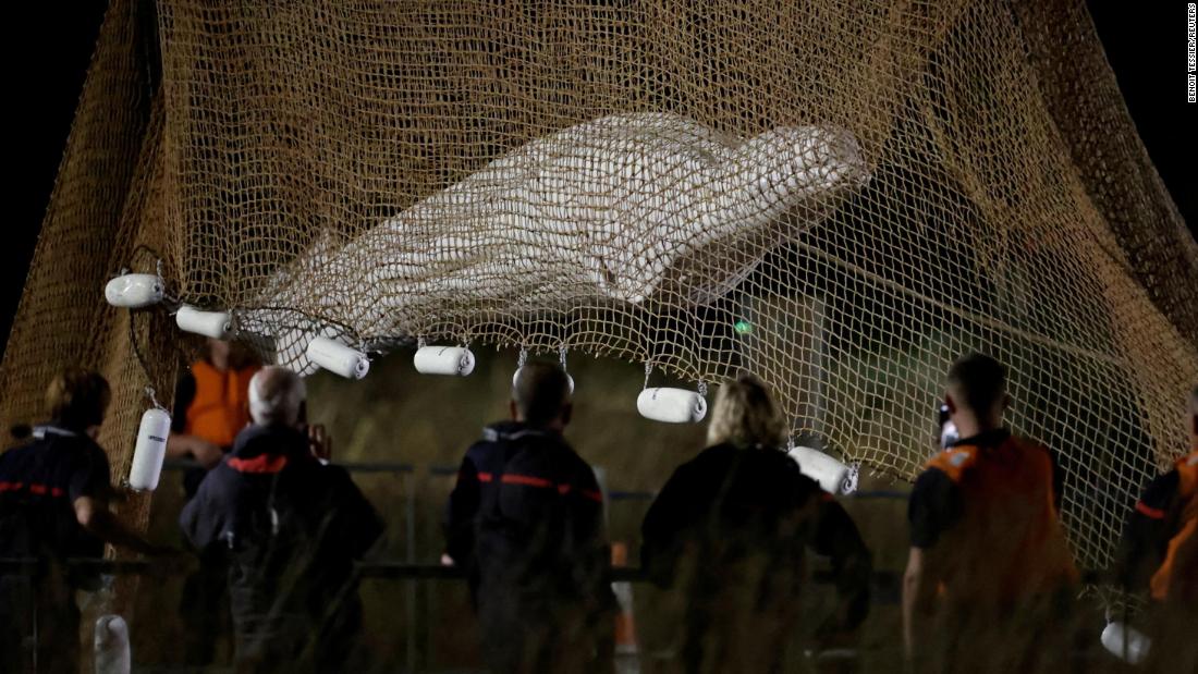 프랑스 당국에 따르면 세느강에서 구조된 벨루가 고래가 운송 중 안락사됐다.