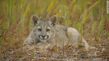 A puma cub lies in the grass of Torres del Paine National Park in Chile.