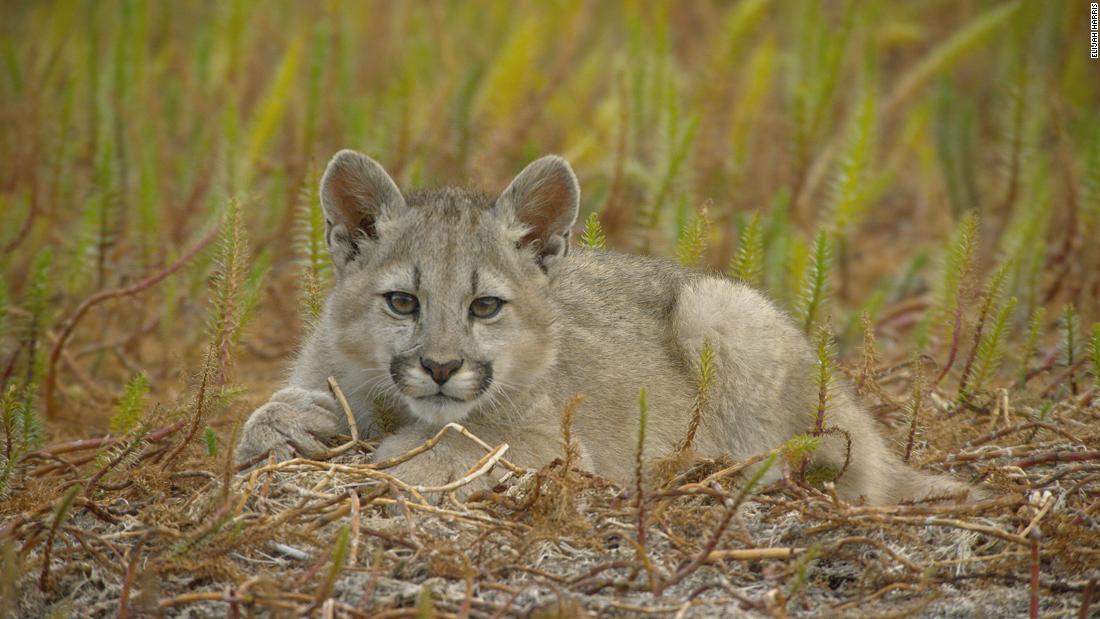 Conozca de cerca a Puma Patagonia