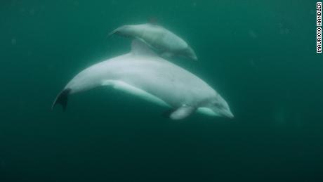 Dos delfines chilenos nadan juntos.