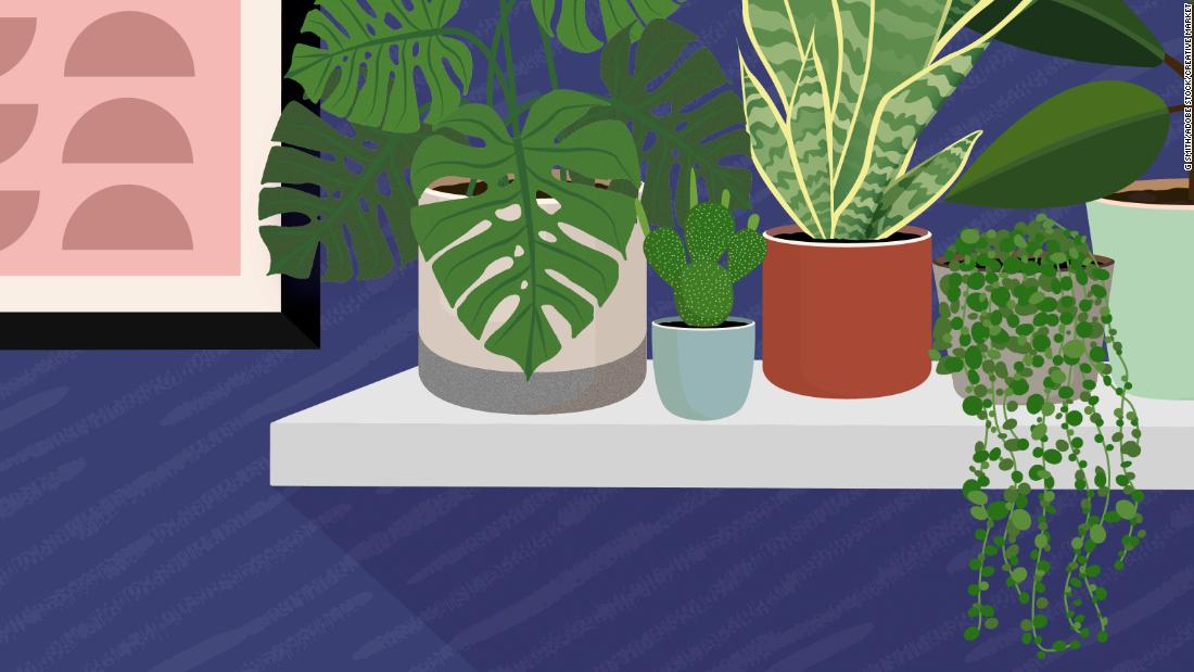 Millennials' houseplant habit has a hidden environmental toll