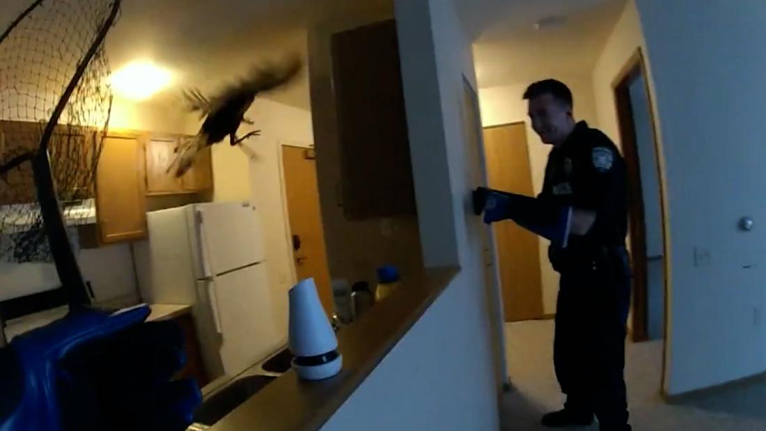 Video: Police catch wild turkey ‘breaking and entering’ in hilarious encounter – CNN Video
