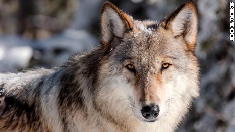 Researchers proposed a massive network of protected land be set aside for gray wolves in the Western United States. 