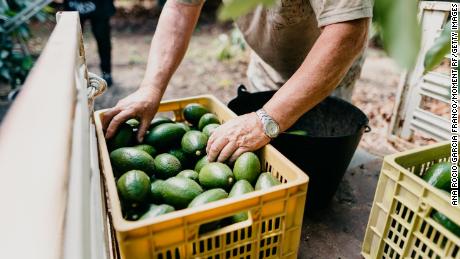 Avocados are harvested in Spain.  About 2,000 liters of water are used to grow one kilo of avocados.