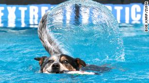 August 6, 2022, Raleigh, North Carolina, USA: A dock dog wags their tail after grabbing a retrieving toy as Carolina DockDogs showcased talented canines during a competition at the NC Pet Expo in Raleigh, N.C. Carolina DockDogs is a sanctioned affiliate club of DockDogs World Wide serving the State of North Carolina in competitions that include Big Air, Speed Retrieve, Extreme Vertical &amp; Iron Dog. (Credit Image: © Bob Karp/ZUMA Press Wire)