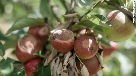 كان التفاح على العديد من الأشجار في مزرعة Lathcoats متفحمًا بشكل واضح ، ولون جلده بني في أجزاء واللحم تحته متفحم.