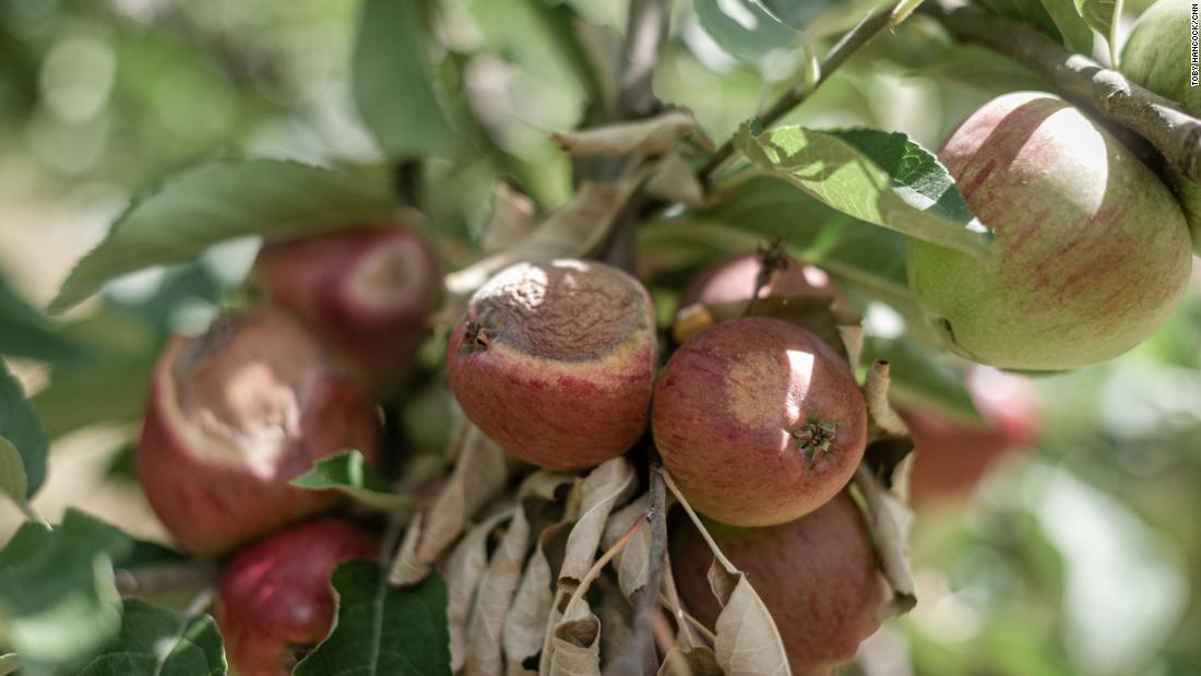 Apples on many trees at Lathcoats Farm at have been visibly scorched, their skin browned in parts, the flesh underneath turned corky.