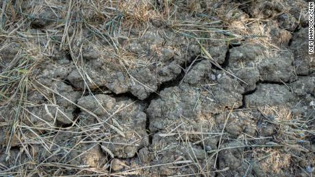 Cracked earth in a dry field near Chelmsford, England.