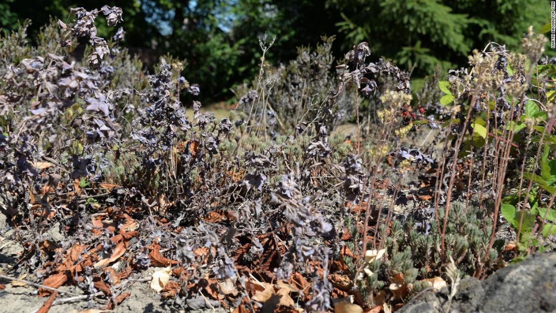 The Millers&#39; garden was once a lush oasis but has succumbed to the heat and lack of rain.