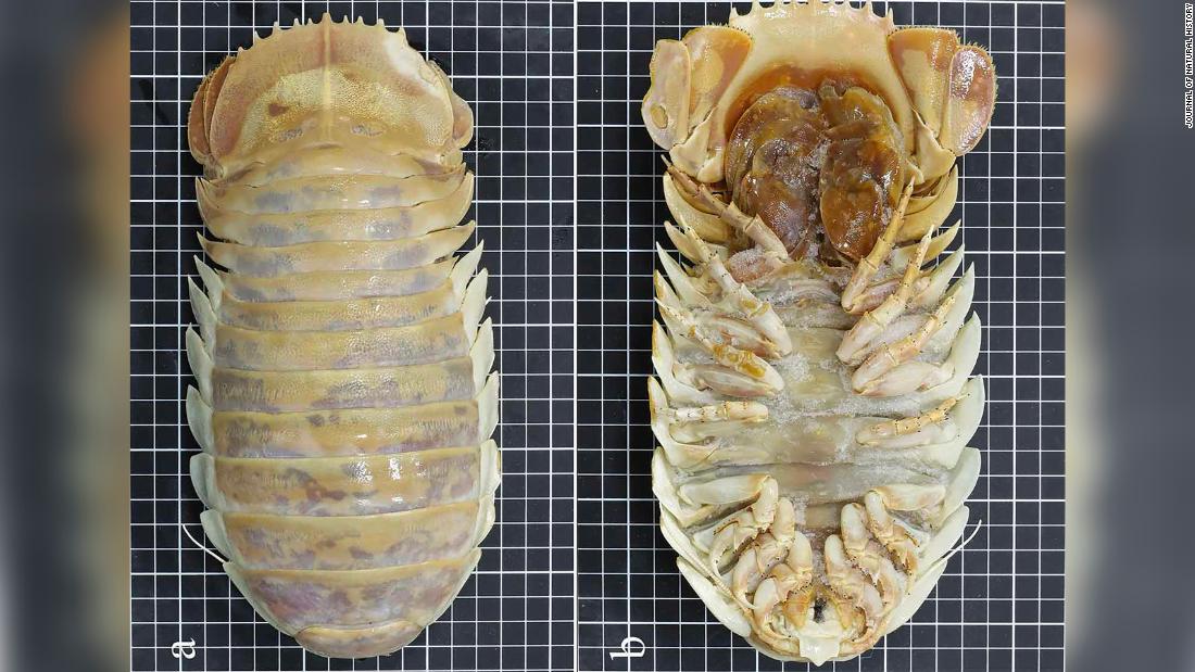 De nouvelles espèces d’isopodes géants ont été découvertes en haute mer dans le golfe du Mexique