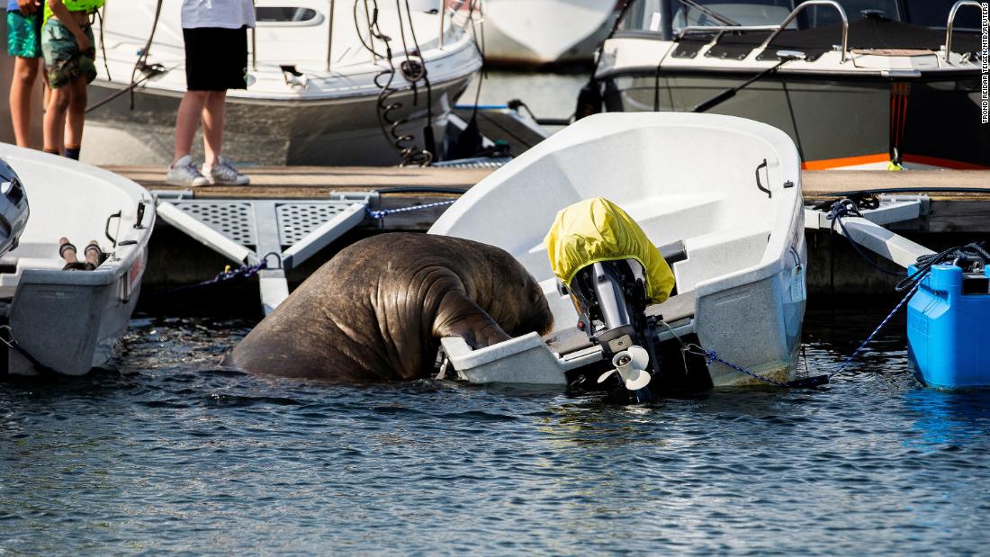 Norway euthanizes beloved 1300-pound walrus named Freya – CNN