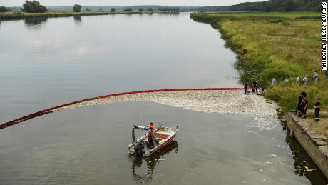 Рыбу вылавливают на передвижном водосборнике из реки Одер в субботу.
