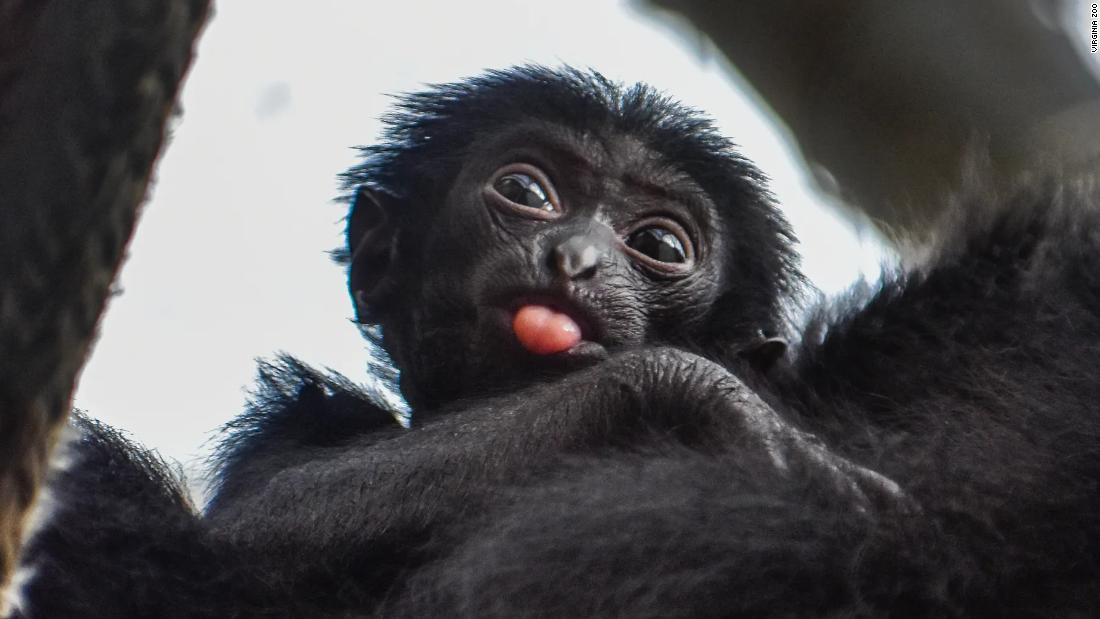 A Virginia zoo is auctioning the chance to name its adorable new siamang