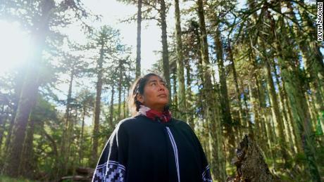 Petrona Pellao walks among Araucaria trees in Comunidad Mapuche Ruca Choroi in Argentina.
