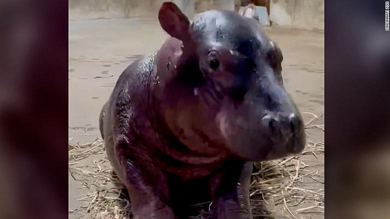 Cincinnati Zoo S Baby Hippo Has A Name Cnn Travel