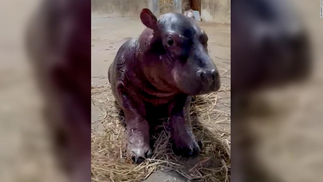 Watch: This baby hippo just got his official name after a Twitter contest - CNN Video