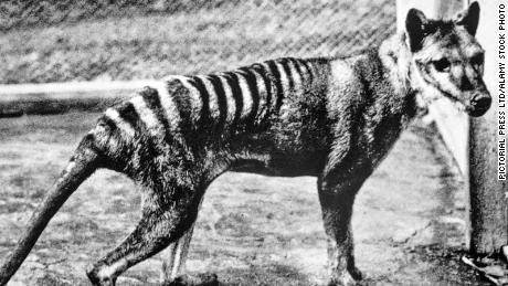 Scientists plan the resurrection of an animal that's been extinct since 1936
