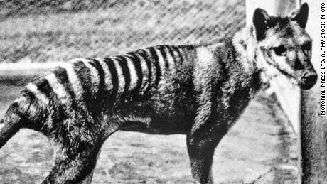 2HPTMN1 TASMANIAN TIGER Thylacinus cynocephalus. The last known animal photographed at Berlin zoo in 1933