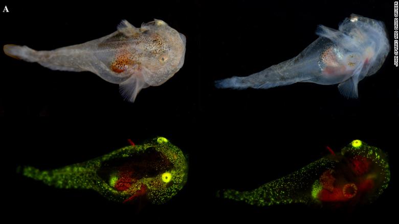 Tiny glowing fish is full of antifreeze to help it survive Greenland’s icy waters