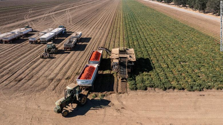 Farmers harvest tomatoes in Winters, California, this month. Drought and water shortages are hurting processing tomato production in a region responsible for a quarter of the world&#39;s output, which will further elevate prices at the grocery.