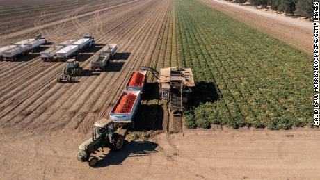 Farmers harvest tomatoes in Winters, California, US, on Friday, Aug. 12, 2022. Drought and water shortages are hurting processing tomato production in a region responsible for a quarter of the worlds output, with the squeeze set to exacerbate already elevated prices for tomato-based goods. 