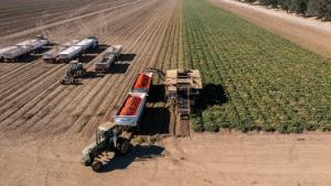 Farmers harvest tomatoes in Winters, California, US, on Friday, Aug. 12, 2022. Drought and water shortages are hurting processing tomato production in a region responsible for a quarter of the worlds output, with the squeeze set to exacerbate already elevated prices for tomato-based goods. 