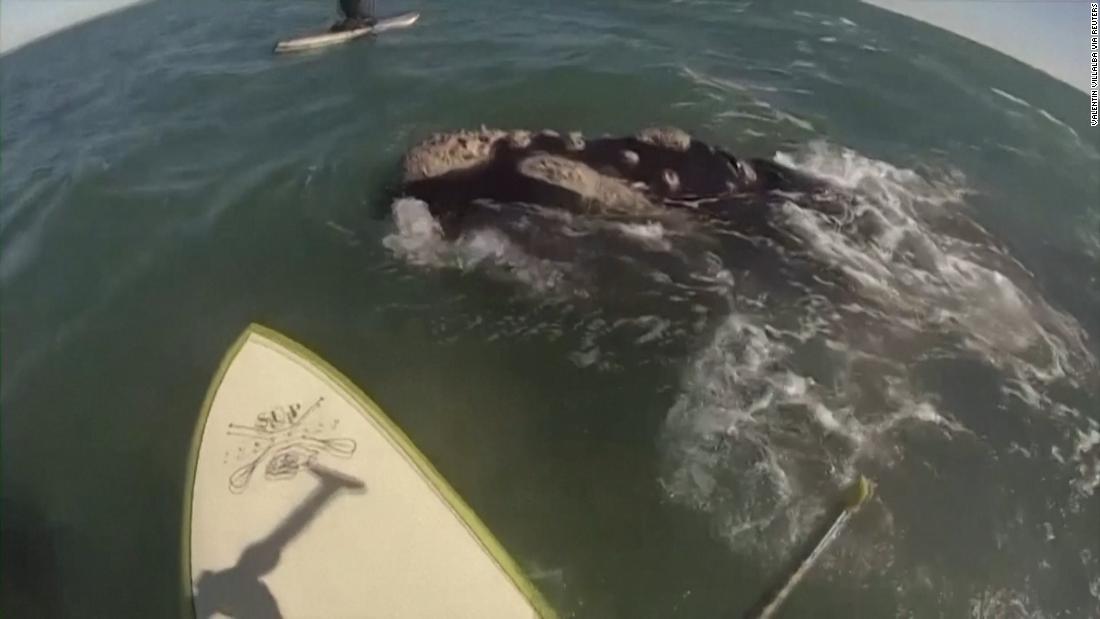 Watch: Paddleboarders encounter whale near Monte Hermoso in Argentina – CNN Video