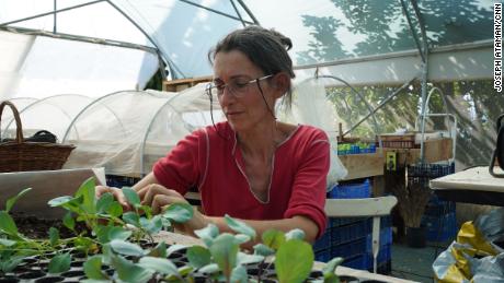 Messelis tends to her plant cultures on her farm on August 11.             