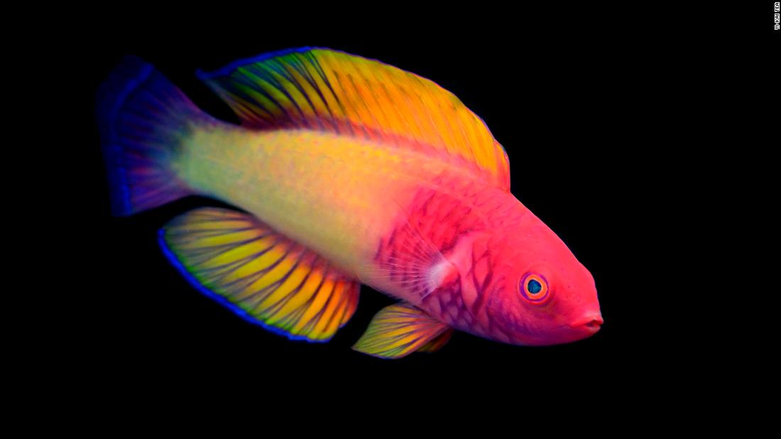 in-the-ocean-s-twilight-zone-this-diver-is-discovering-vibrant-new-species