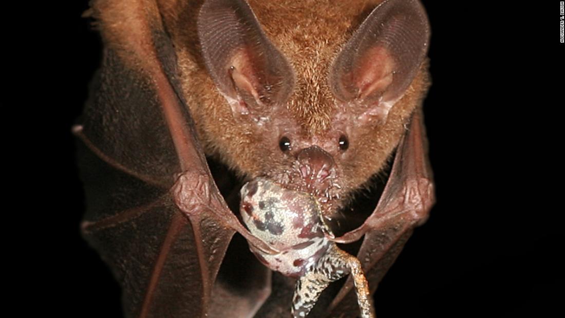  A bat locates its dinner by tuning into a frog&#39;s mating call. 