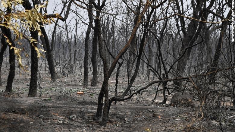 Une photo montre une forêt brûlée à la suite d'incendies qui font rage près de la ville algérienne d'el-Kala le 17 août 2022.