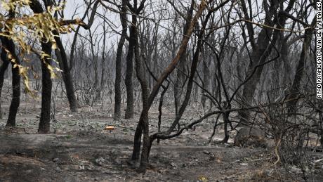 A picture shows a burnt forest following raging fires near Algeria&#39;s city of el-Kala on August 17, 2022. 