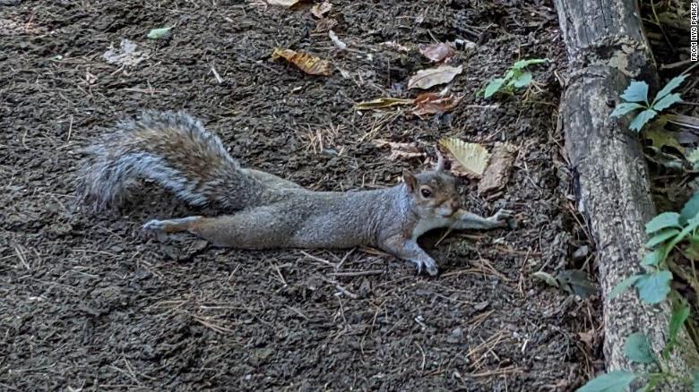 A photo of a squirrel &quot;splooting,&quot; a behavior the animals use to cool off during hot weather.