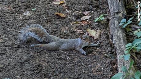 A squirrel in a Virginia substation caused a blackout