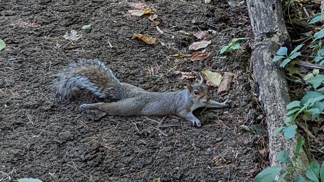 The squirrels ‘splooting’ all over New York City are just fine, officials say