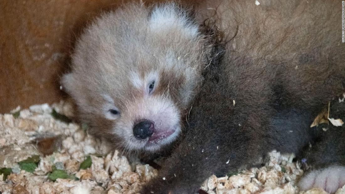 220818113031 red panda cub paradise wildlife park super tease Adorable and endangered red panda cub born at Hertfordshire Zoo