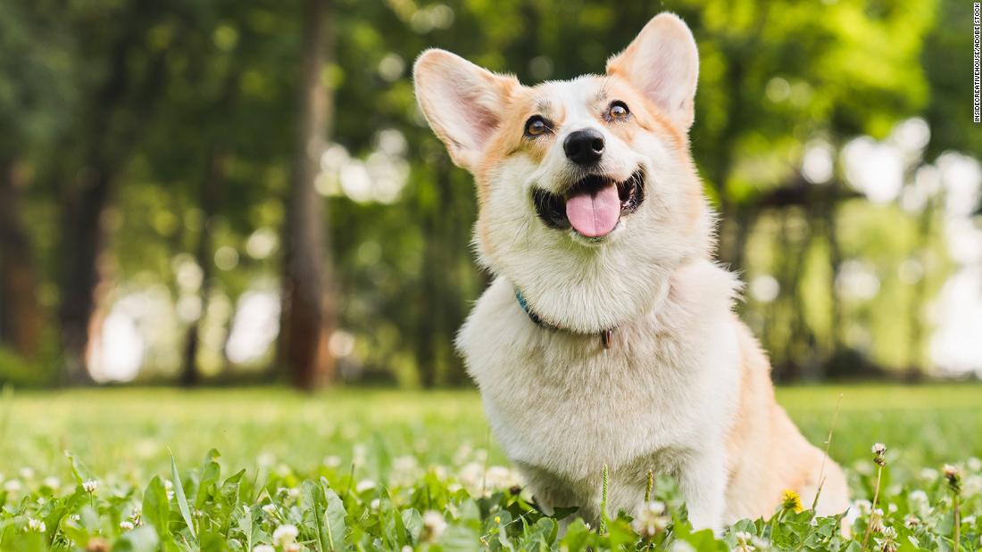La ricerca mostra che i cani si strappano quando si riuniscono ai loro proprietari