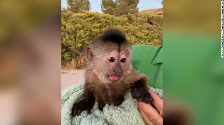 California police responded after a capuchin monkey accidentally called 911