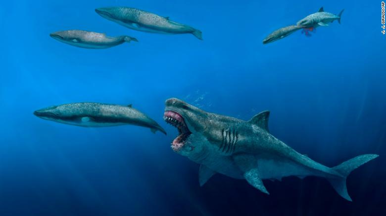 This illustration depicts a 52-foot Otodus megalodon shark predating on a 26-foot Balaenoptera whale in the Pliocene epoch, between 5.4 to 2.4 million years ago.