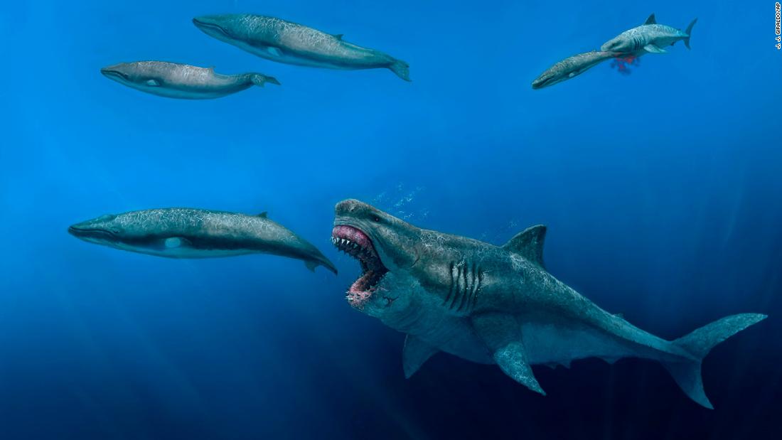과학자들은 멸종 된 슈퍼 포식자 메갈로돈이 범고래를 먹을만큼 충분히 컸습니다.